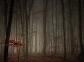 In a misty forrest (4:3) von Lex Schulte Miniaturansicht
