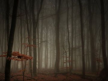 In a misty forrest (4:3) by Lex Schulte