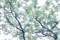 Oak