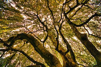 unter einem Baum liegend