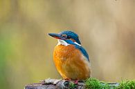 IJsvogel van Claudia Esveldt thumbnail