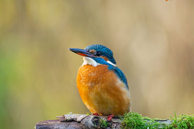 IJsvogel van Claudia Esveldt