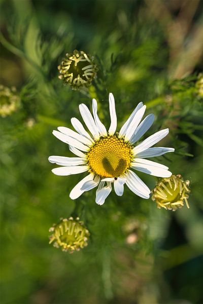 Magaritte met hartschaduw in de bloem van Martin Köbsch