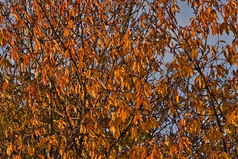 Orangefarbene Herbstblätter am Baum. von Jolanda de Jong-Jansen