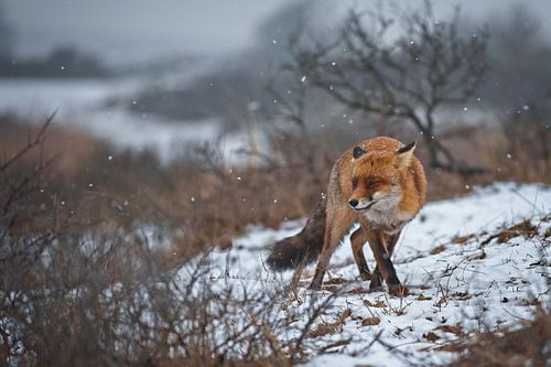 Renard dans un paysage de neige