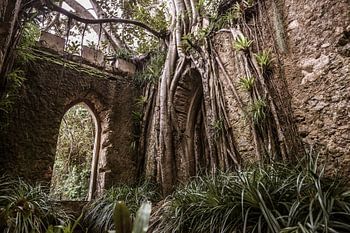 Ruine envahie par la végétation au Portugal