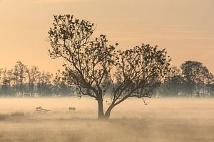 Baum im Nebel von Stephan Neven