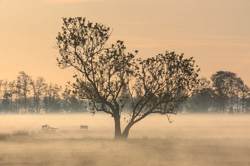 Boom in de mist van Stephan Neven