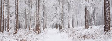 Sneew bedekt de bomen in het bos in Noord-Brabant, Nederland