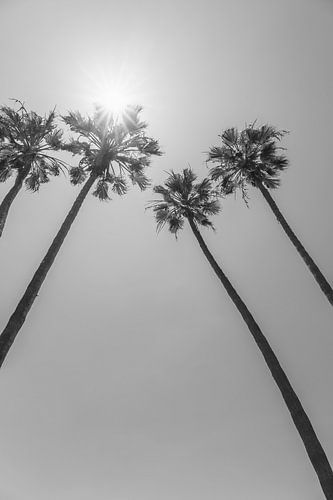 Palmbomen in de zon | Monochroom