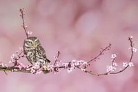 Little owl on blossom