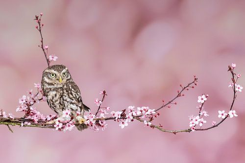 Little owl on blossom by Lisa Groothuis