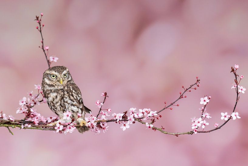 Little owl on blossom by Lisa Groothuis