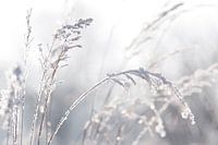 Gefrorene Poesie -Winterzauber in Blau