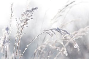 Winter Pastell  von Tanja Riedel