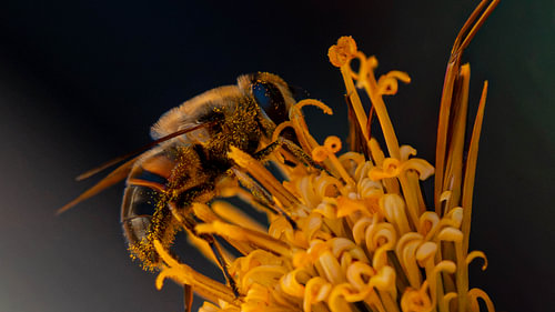 Honeybee