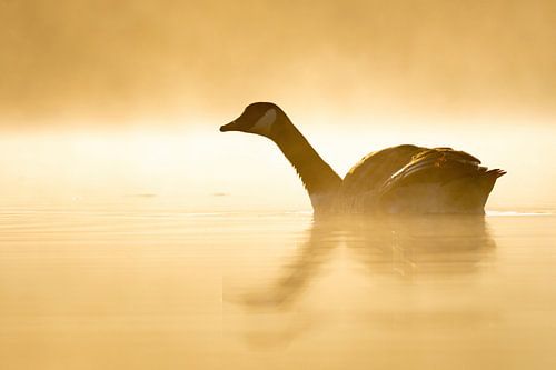 Une oie canadienne en pleine lumière