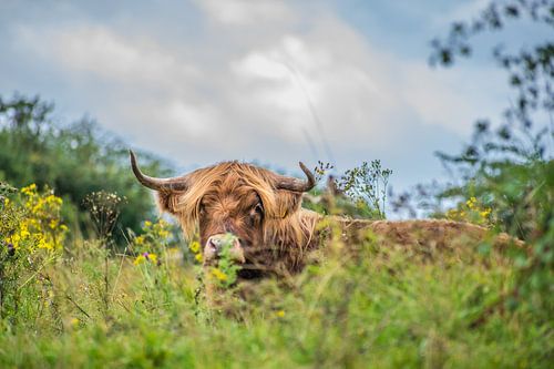 schotse hooglander liggend