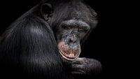 Chimpansee van Irma Heisterkamp thumbnail