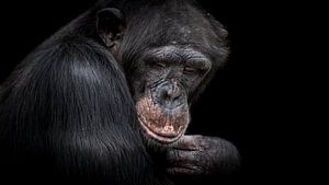 Schimpanse von Irma Heisterkamp