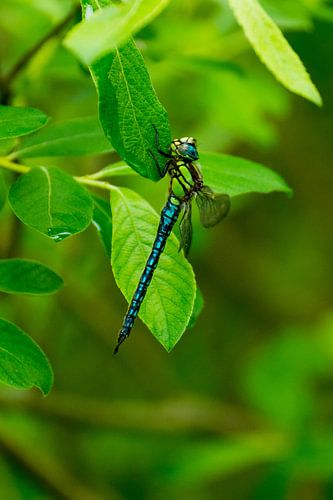 Libelle