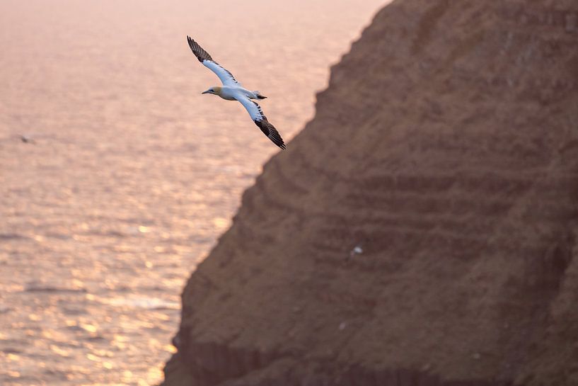 Gannet in flight by Menno Schaefer