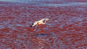 Die Flamingos der Laguna Colorada