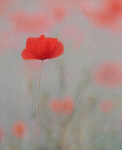Poppy Dreams