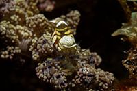 De crevettes, L'île de Mabul, la Malaisie