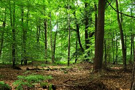 Buchenwald von Corinne Welp