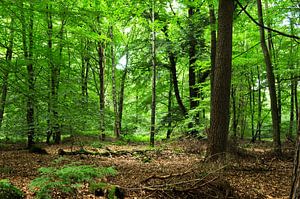 Forêt de hêtres