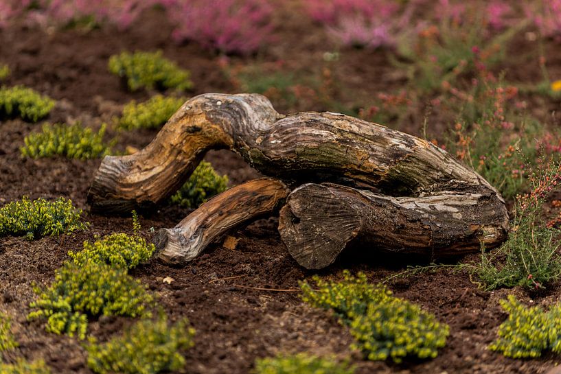 Promenade en forêt par Dirk Herdramm