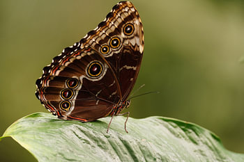 Papillon sur une feuille
