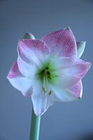 Bloemen