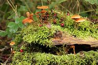 Herfst