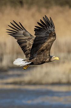 Seeadler im Flug