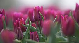 Tulpen von Jose Reijinga