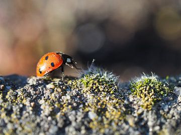 Ladybug on the walk.... by Christel Zûm Grotenhoff