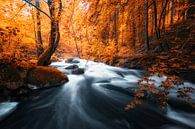 Ein Fluss im Herbst Wald von Oliver Henze Miniaturansicht