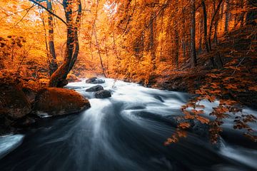 Een rivier in het herfstbos