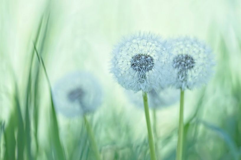 Seedlice between the grass by Birgitte Bergman