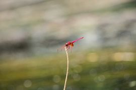 Dragonfly in Khao Sok National park. by Martijn Bravenboer