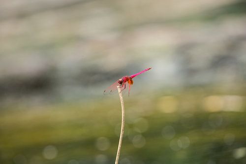 Libelle in Khao Sok national park.