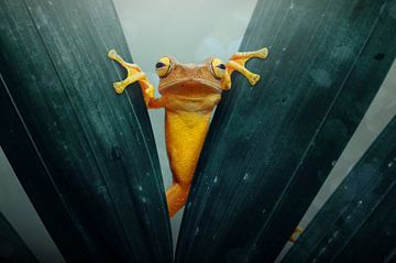 Gold Frog, Andri Priyadi by 1x