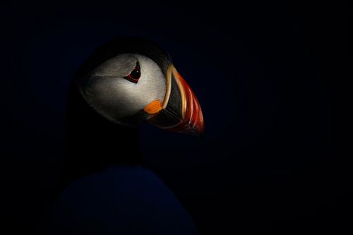 Puffin