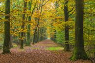 herfst16 van Geertjan Plooijer thumbnail