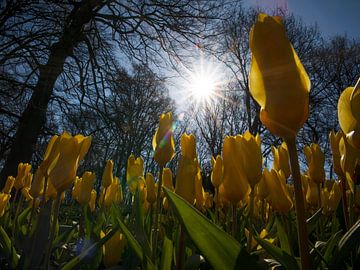 Gele Tulpen in de ochtendzon van monique van leent