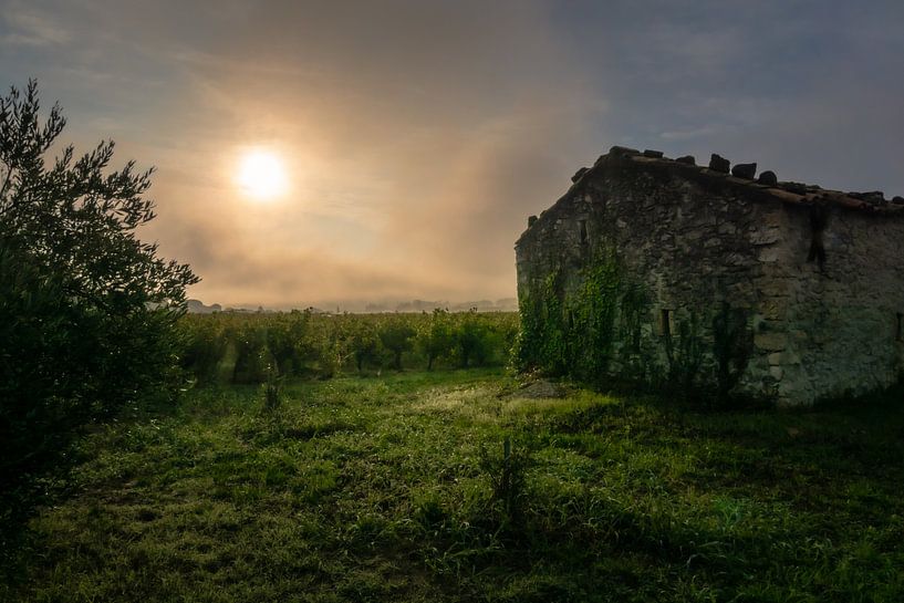 Early sunlight by Elly de Vries