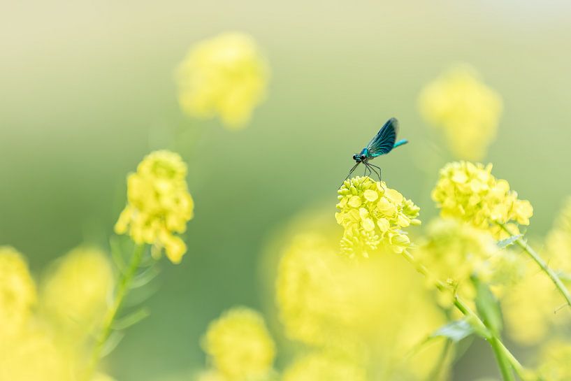 Kleine Pechlibelle  von Yvonne Kruders