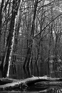 Ein Wasserwald in Schwarz und Weiß